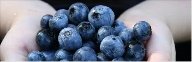 Mirtilo / Blueberry Congelado